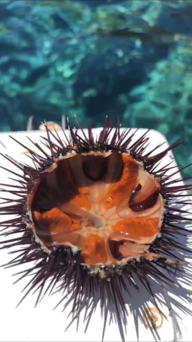 Appartamento Al Centro Di Ustica Isola di Ustica Dış mekan fotoğraf